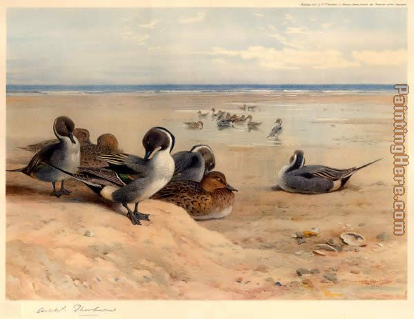 Archibald Thorburn Pintails on the Shore